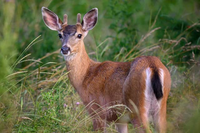 Bezpieczna dziczyzna dla dzieci: Zagrożenia, które musisz znać