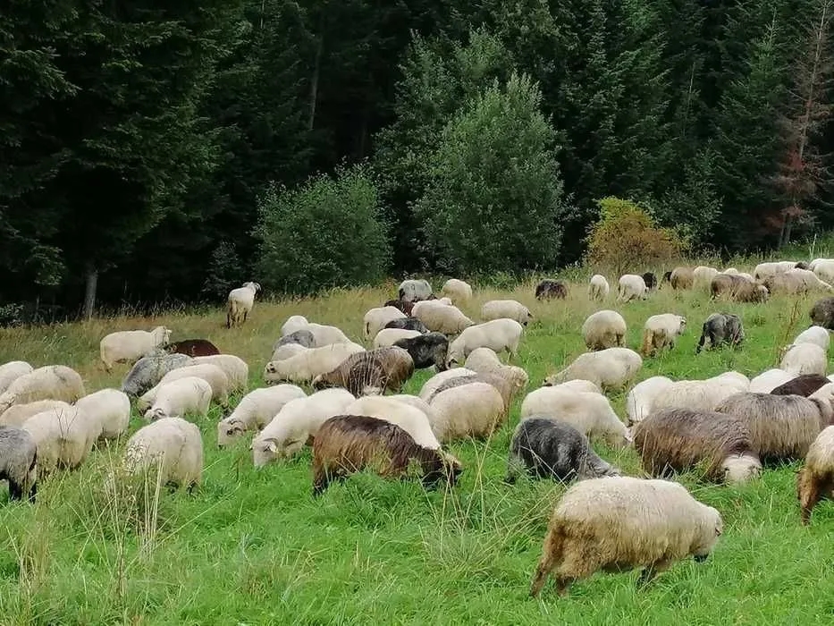 Ile kosztuje kg baraniny? Sprawdź ceny i gdzie kupić taniej