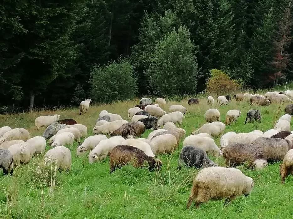 Ile kosztuje kg baraniny? Sprawdź ceny i gdzie kupić taniej