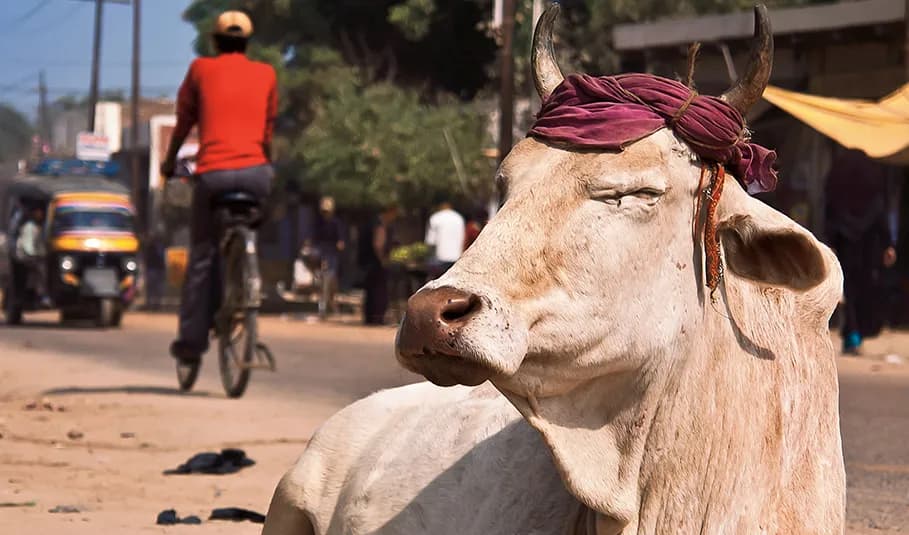 W jakiej religii nie je się wieprzowiny? Poznaj powody zakazu