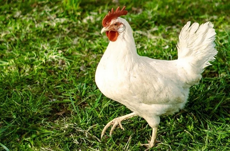 Gdzie znaleźć najlepsze oferty drobiu na OLX w Twoim regionie