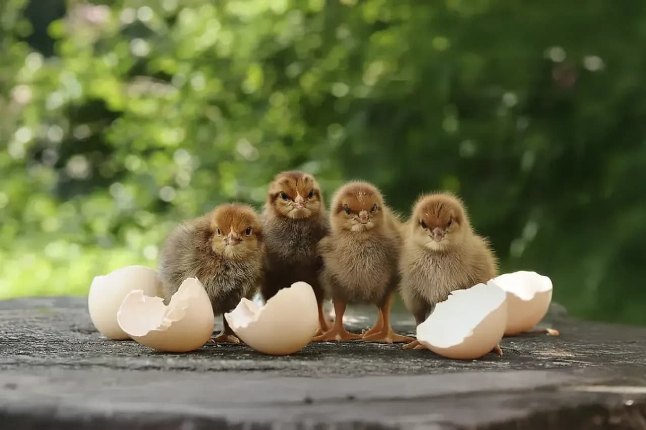 Jak karmić małe kurczaki? Błędy, które mogą zaszkodzić twojemu stadku