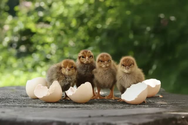 Jak karmić małe kurczaki? Błędy, które mogą zaszkodzić twojemu stadku