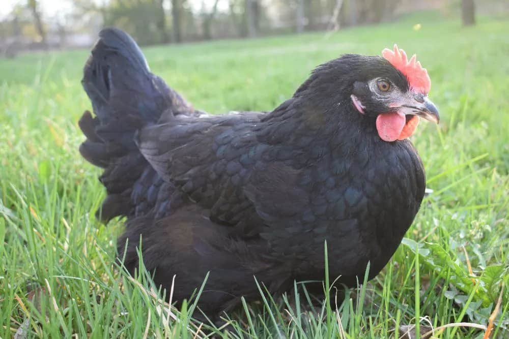 Najlepszy drób w Podkarpackiem: jakie gatunki kupić i gdzie?