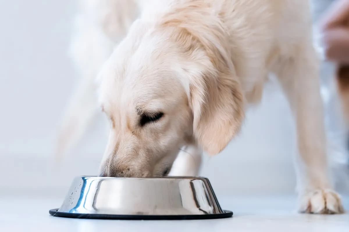 Czy pies może jeść wątróbkę drobiową? Sprawdź, co musisz wiedzieć