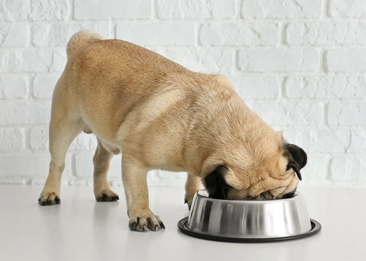 Uwaga! Czy tłuszcz z kurczaka może wywołać groźną alergię u psa?