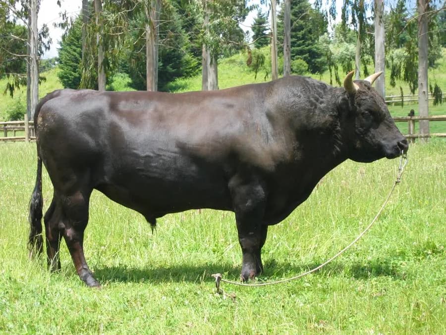 Wołowina wagyu - odkryj sekrety wyjątkowego smaku i jakości